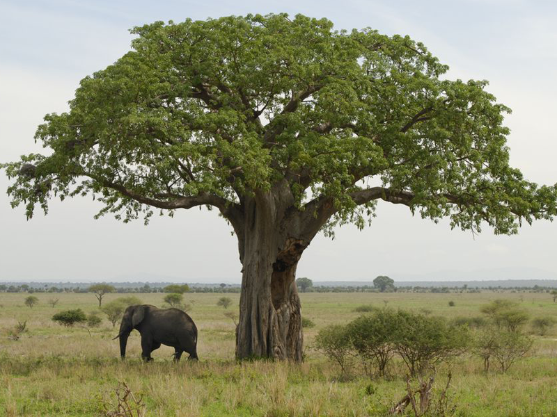 2 Days  Genuine Safari To Tarangire And Ngorongoro Crater