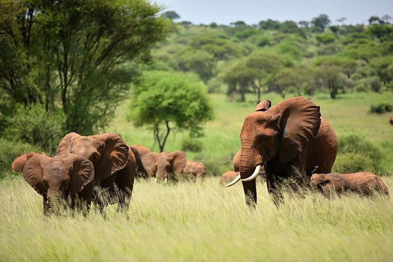 3 Days of Enchanting Wildlife: Tarangire, Ngorongoro, and Lake Manyara