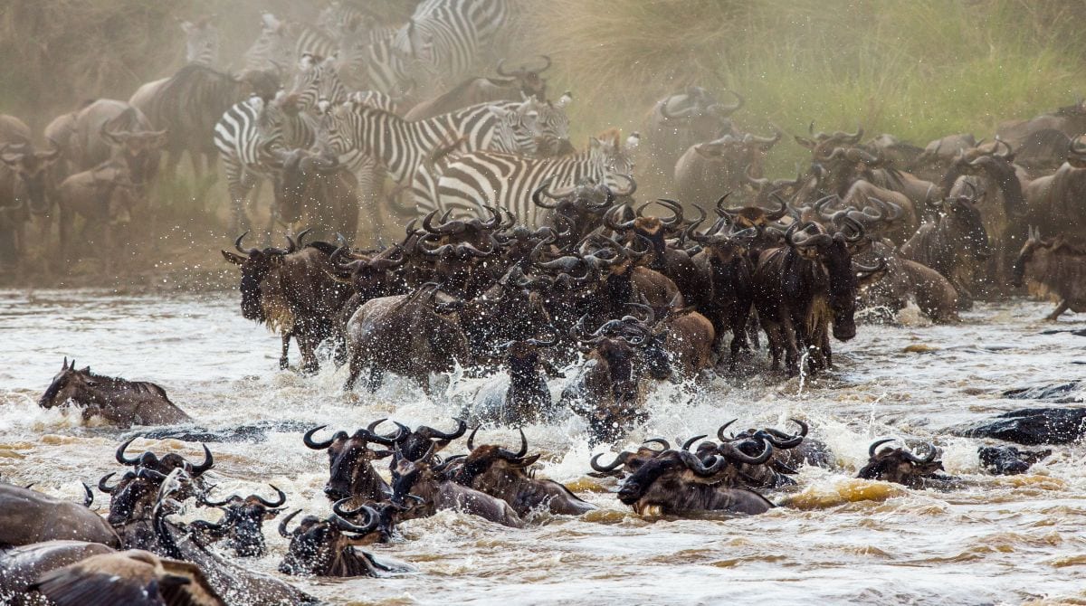 5 Days- The Ultimate Migration Venture To Serengeti