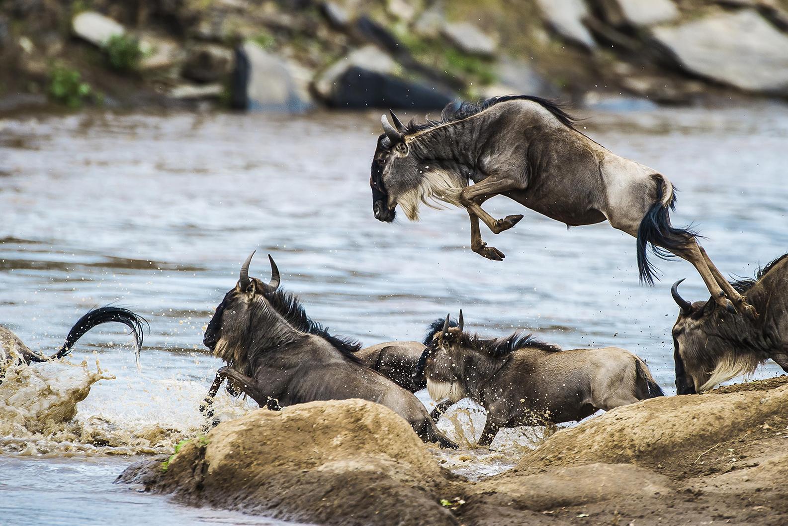 Serengeti Wildebeest Migration